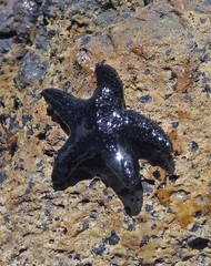 Anasterias antarctica