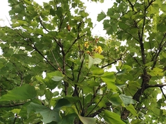 Erinocarpus nimmonii