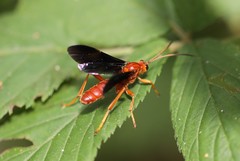 Trogus