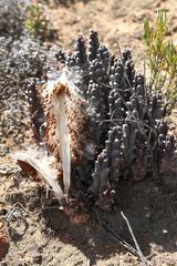 Tridentea gemmiflora