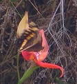 Aeropetes tulbaghia