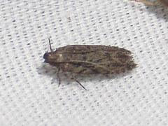 Chionodes obscurusella
