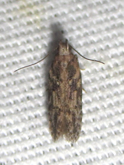 Chionodes obscurusella