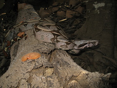 Boa constrictor constrictor