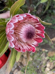 Protea compacta × susannae