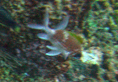 Holocentrus adscensionis