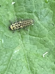 Psyllobora vigintiduopunctata