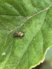 Psyllobora vigintiduopunctata