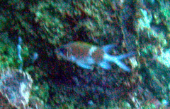 Holocentrus adscensionis