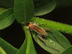 Phylloscyrtus