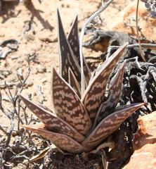 Gonialoe variegata