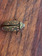 Mahanarva costaricensis