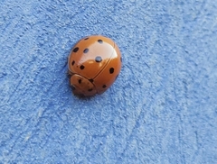 Coccinellidae