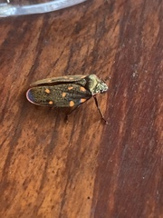 Mahanarva costaricensis