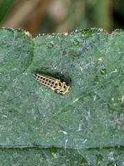 Psyllobora vigintiduopunctata