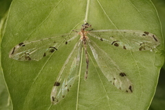 Dendroleon pantherinus