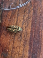 Mahanarva costaricensis