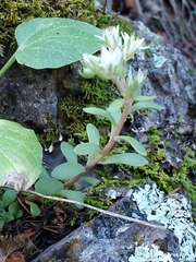 Sedum cockerellii