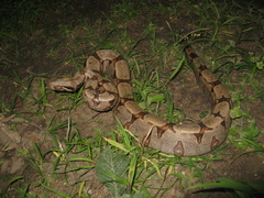 Boa constrictor constrictor
