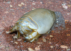Emerita benedicti