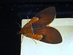 Asota speciosa