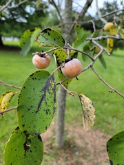 Diospyros virginiana