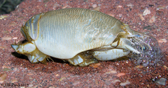Emerita benedicti