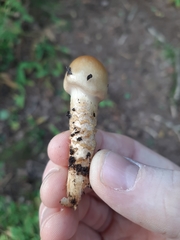 Cortinarius trivialis