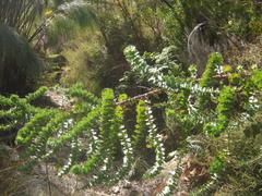 Cliffortia reniformis