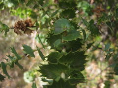 Cliffortia reniformis