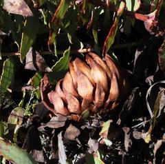 Protea amplexicaulis