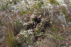 Protea amplexicaulis