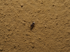 Encyrtinae