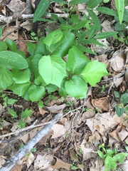 Styrax platanifolius