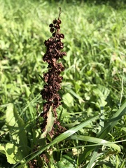 Rumex crispus