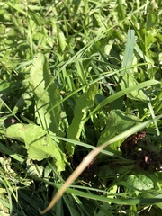 Rumex crispus