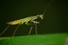 Hapalopeza tigrina