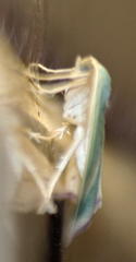 Chlorerythra rubriplaga