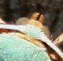 Chlorerythra rubriplaga