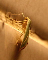 Chlorerythra rubriplaga