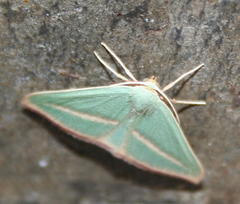 Chlorerythra rubriplaga