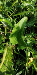 Petasites spurius