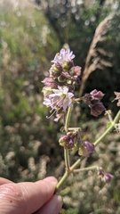 Mirabilis hirsuta