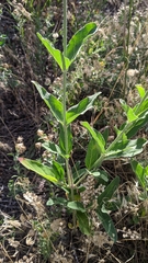 Mirabilis hirsuta