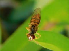 Toxomerus floralis