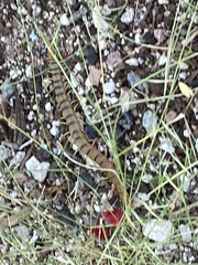 Scolopendra polymorpha