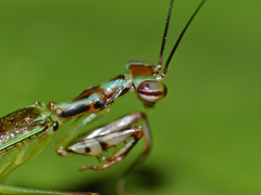 Hapalopeza tigrina