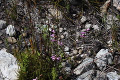 Disa obliqua clavigera