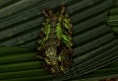 Neomocena convergens