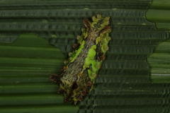 Neomocena convergens